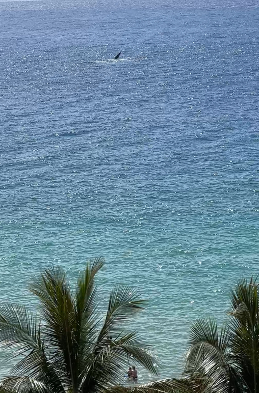 Whale Spotted From Our Lanai