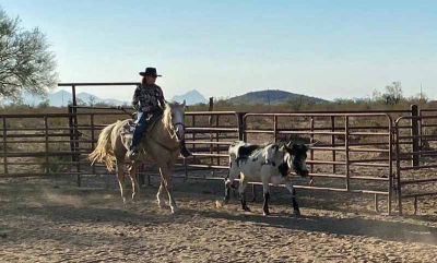 Cattle Sorting