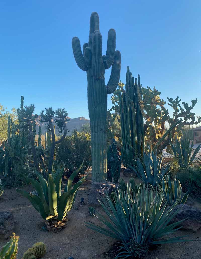 Saguaro National Park Scenery