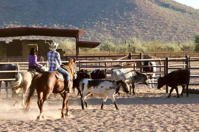 Cattle Penning