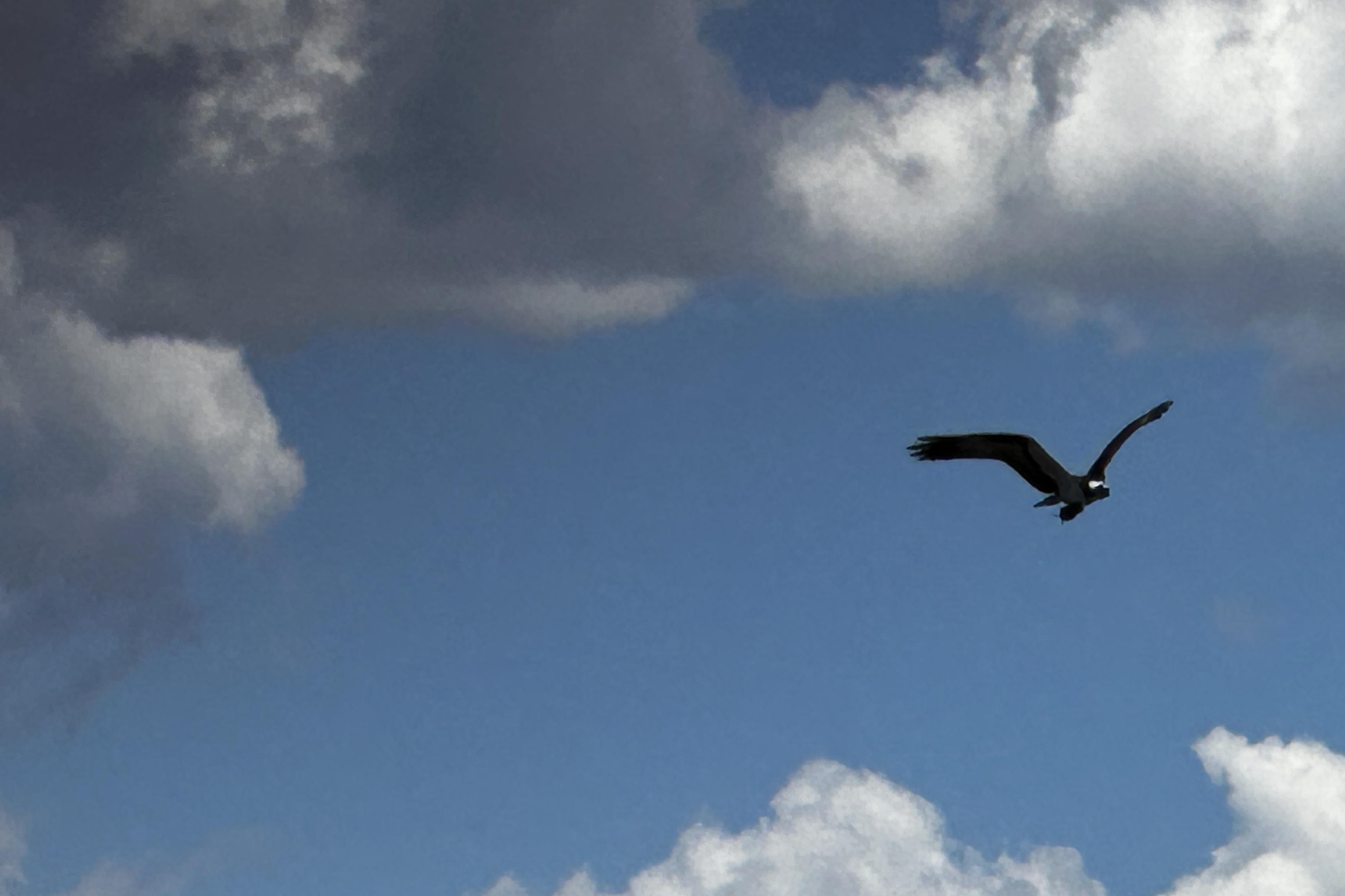 Bald Eagles