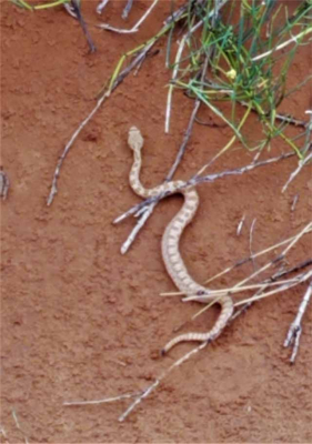 Baby Rattler