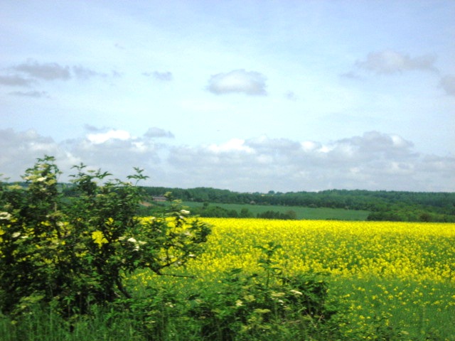 Country Scenery on the Way to Oxford