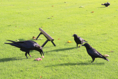 Tower Ravens Feeding