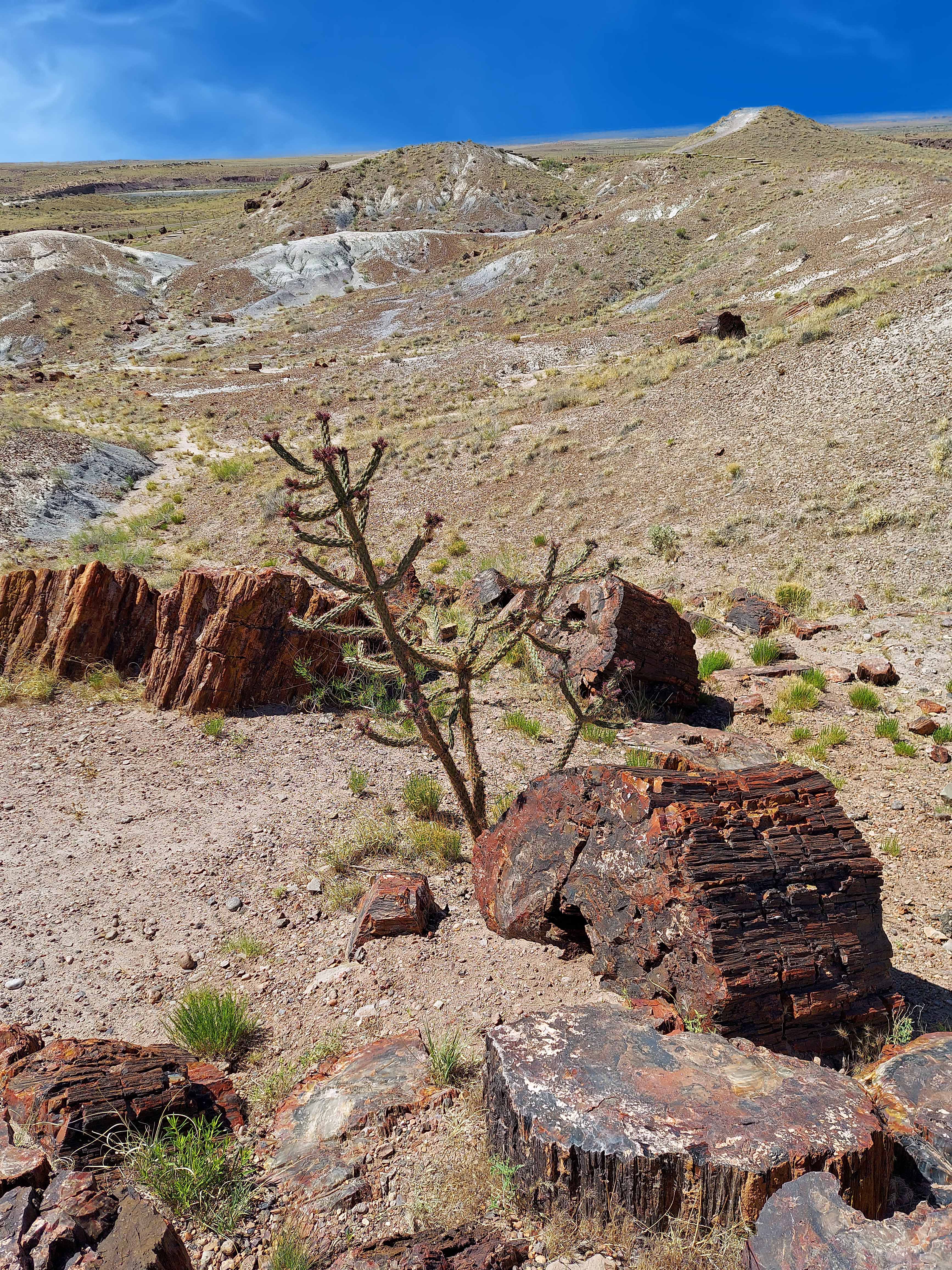 Painted Desert