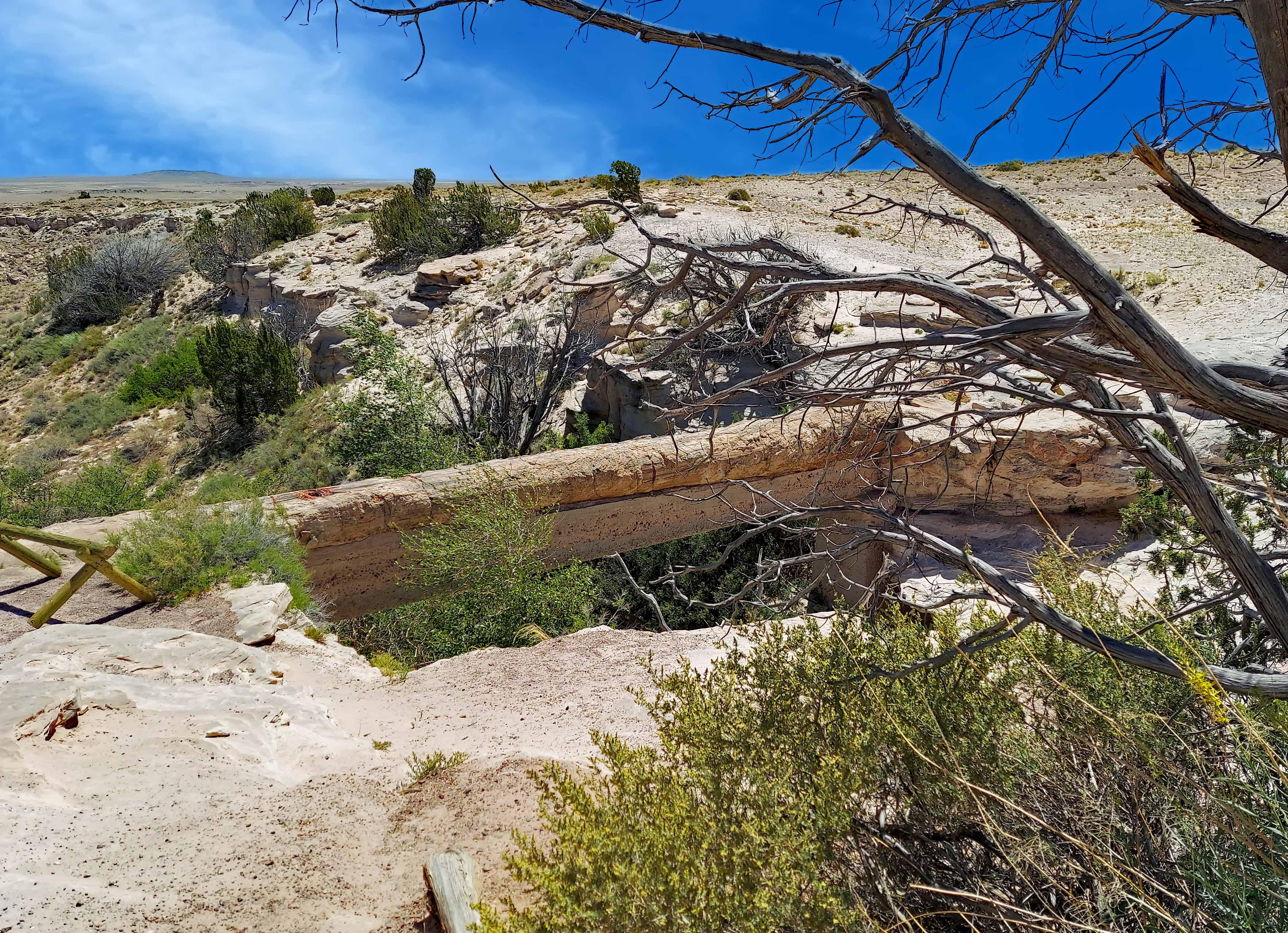 Agate Bridge - 110 ft petrified log spanning a gully.