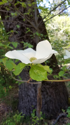 Dogwood Flower