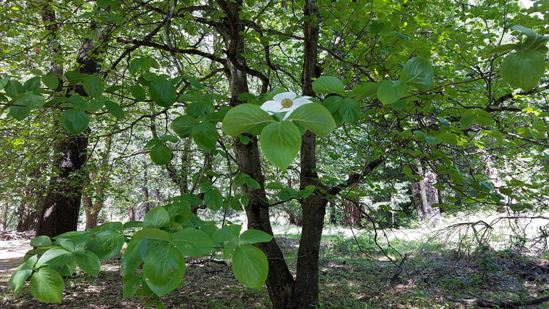 Dogwood Flower