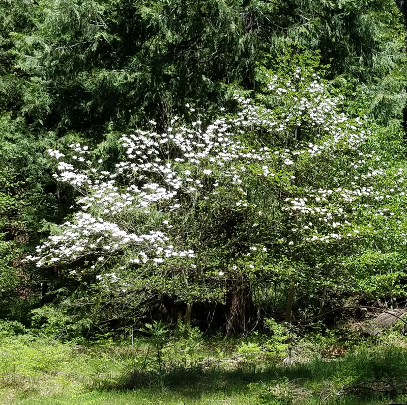 Dogwood Tree