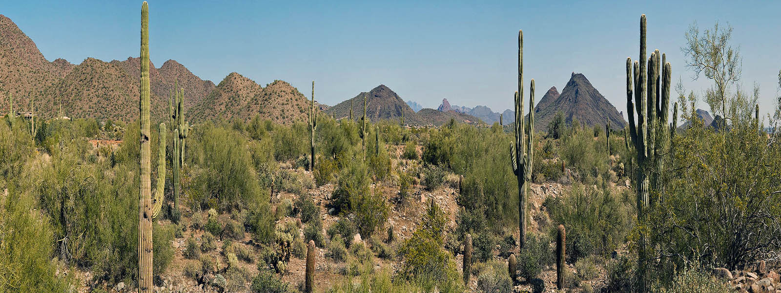 Sonora Desert - AZ